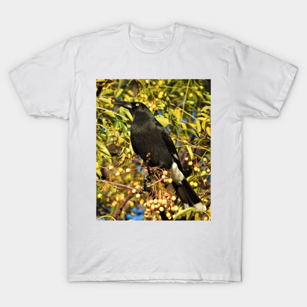 Pied Currawong T-Shirt by kirstybush